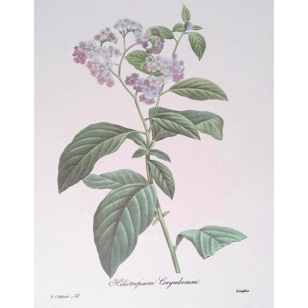 Redouté Heliotrope Vintage Botanical Flower Print Purple Cottage Wall Art Decor